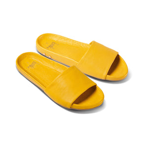 gallito in sunshine